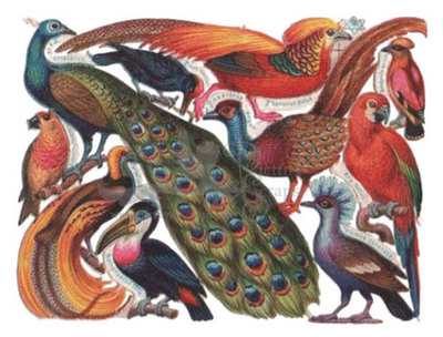 Priester & Eyck pheasants large birds.jpg