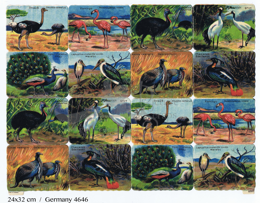 Printed in Germany 4646 large birds square educational scraps.jpg