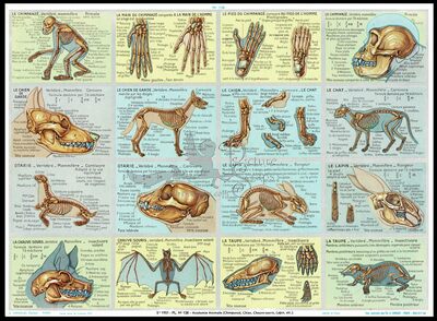 A.Arnaud 128 skelets of animals.jpg