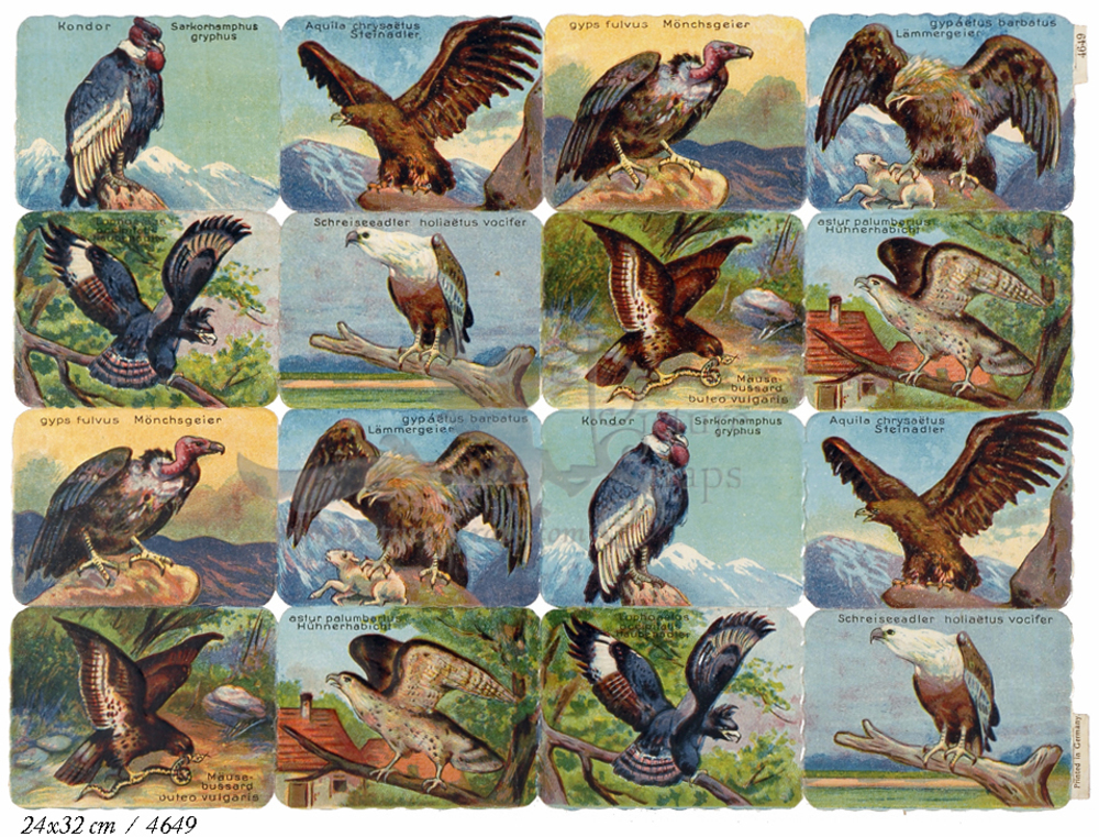 Printed in Germany 4649 raptors square educational scraps.jpg