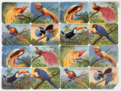 Printed in Germany 4650 ornamental birds square educational scraps.jpg