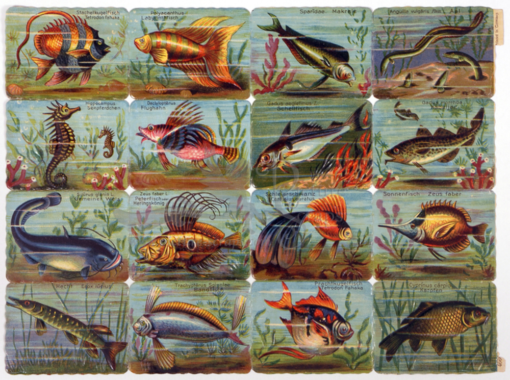 Printed in Germany 4666 ornamental fish square educational scraps.jpg