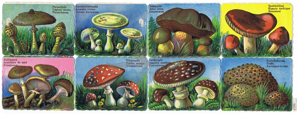 Printed in Germany 4795 mushrooms square educational scraps.jpg