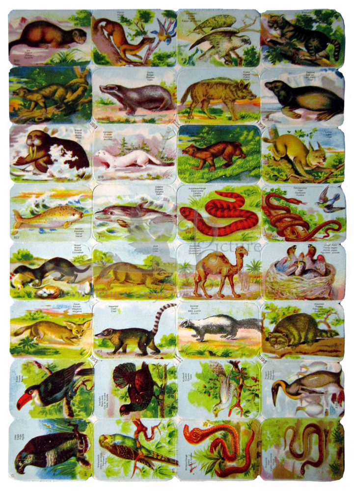 Printed in Germany animals square educational small scraps.jpg