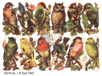 R.Tuck 1543 birds 16,5x12cm.jpg