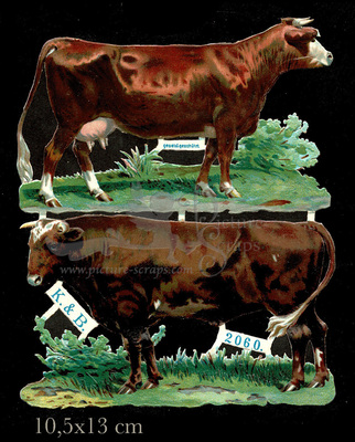 K&B 2060 cows.jpg
