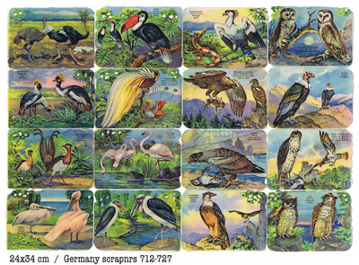 Printed in Germany large birds square educational scraps.jpg