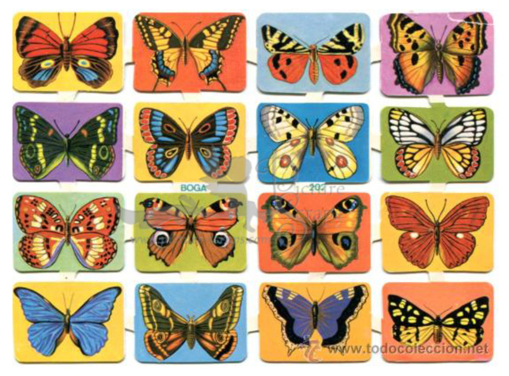 BOGA 202 butterflies.jpg