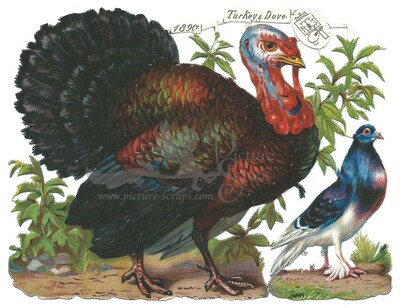 R.Tuck 1890 turkey and dove.jpg