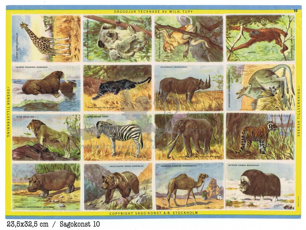Sagokonst 10 wild animals educational scraps.jpg