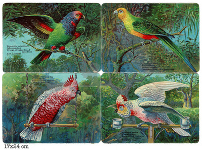 NL NN square educational scraps parrots.jpg
