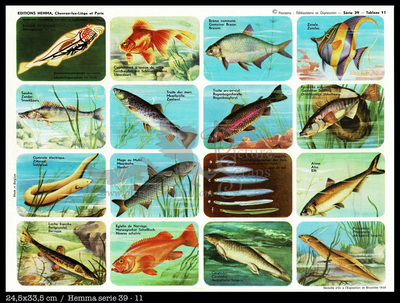 Hemma 11 fish sandre.jpg