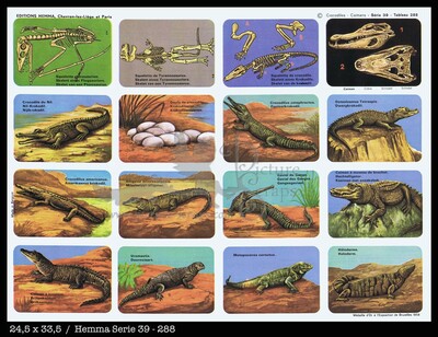 Hemma 288 crocodiles caimans.jpg