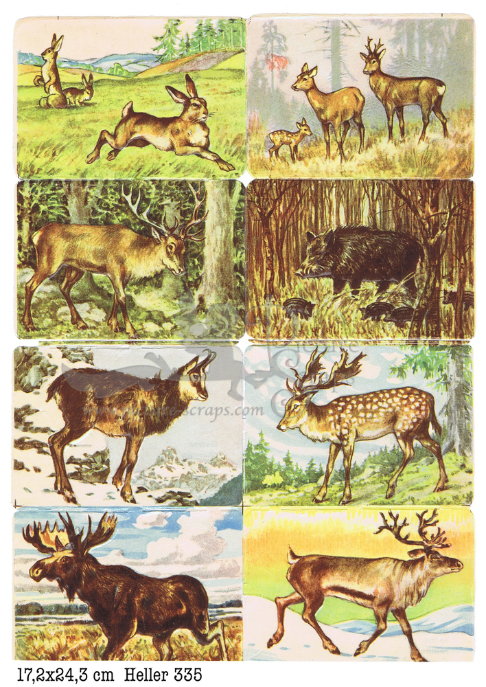 Heller 335 forest anials square educational scraps.jpg