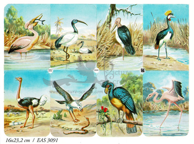 EAS 3091 big birds.jpg