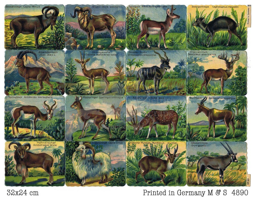 Printed in Germany 4890 deers square educational scraps.jpg