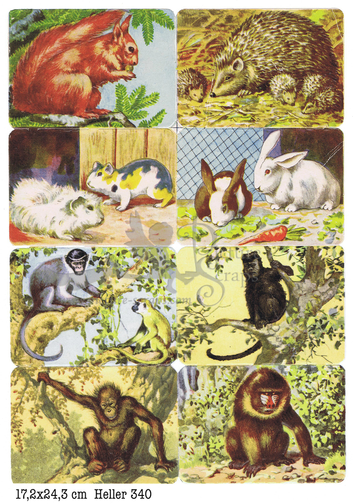 Heller 340 rodents and monkeys square educational scraps.jpg