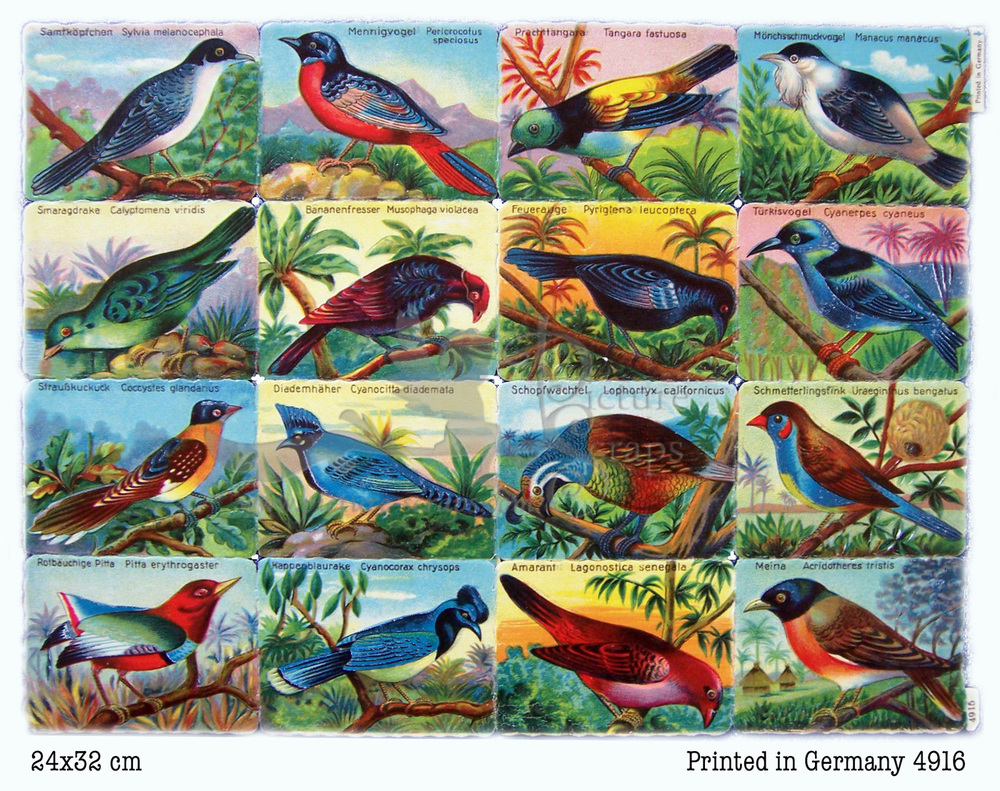 Printed in Germany 4916 birds square educational scraps.jpg