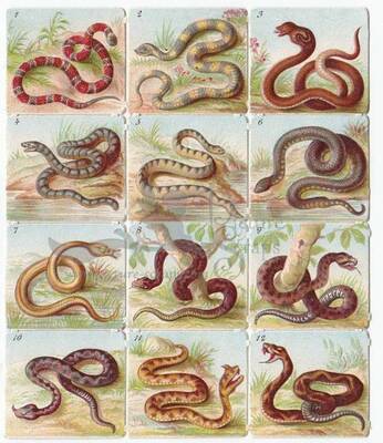 WH 1350 snakes square educational scraps.jpg