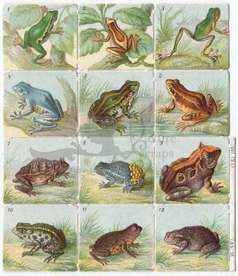 WH 1351 frogs square educational scraps.jpg