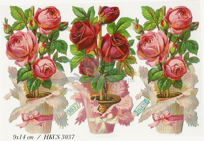 HKCS 3037 roses in pots.jpg