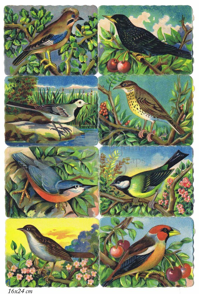 Printed in Germany birds 2 square educational scraps.jpg
