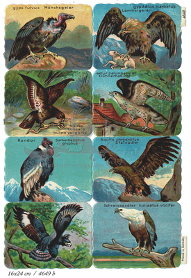 Printed in Germany 4649 b raptors square educational scraps.jpg