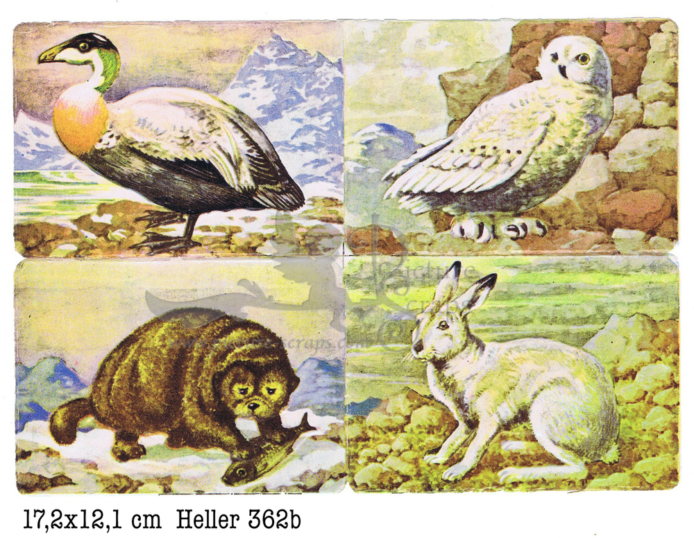 Heller 362 b animals square educational scraps.jpg