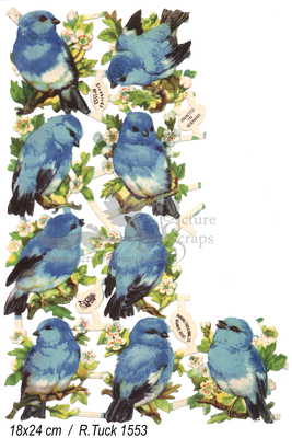 R.Tuck bleu birds.jpg
