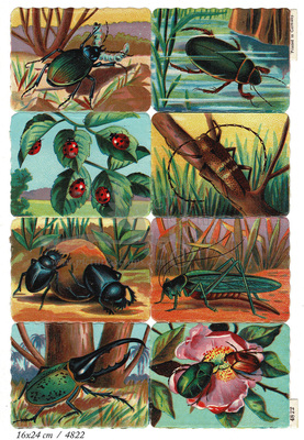 Printed in Germany 4822 b beetles square educational scraps.jpg