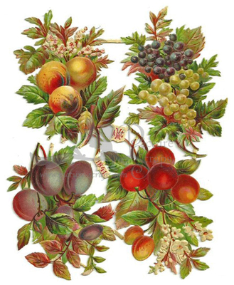 AKC 1841 fruits.jpg