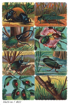 4822 a insects.JPG