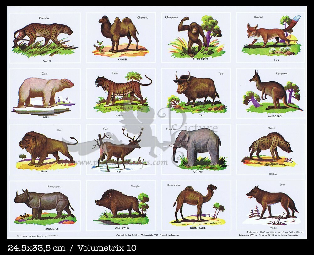 Volumetrix 10 wild animals.jpg