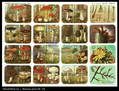 Hemma 34 mushroom.jpg