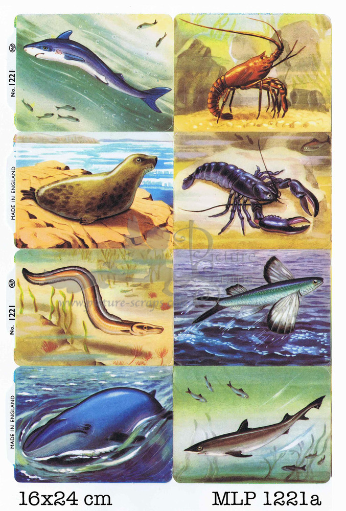 MLP 1221 a sea animals.jpg
