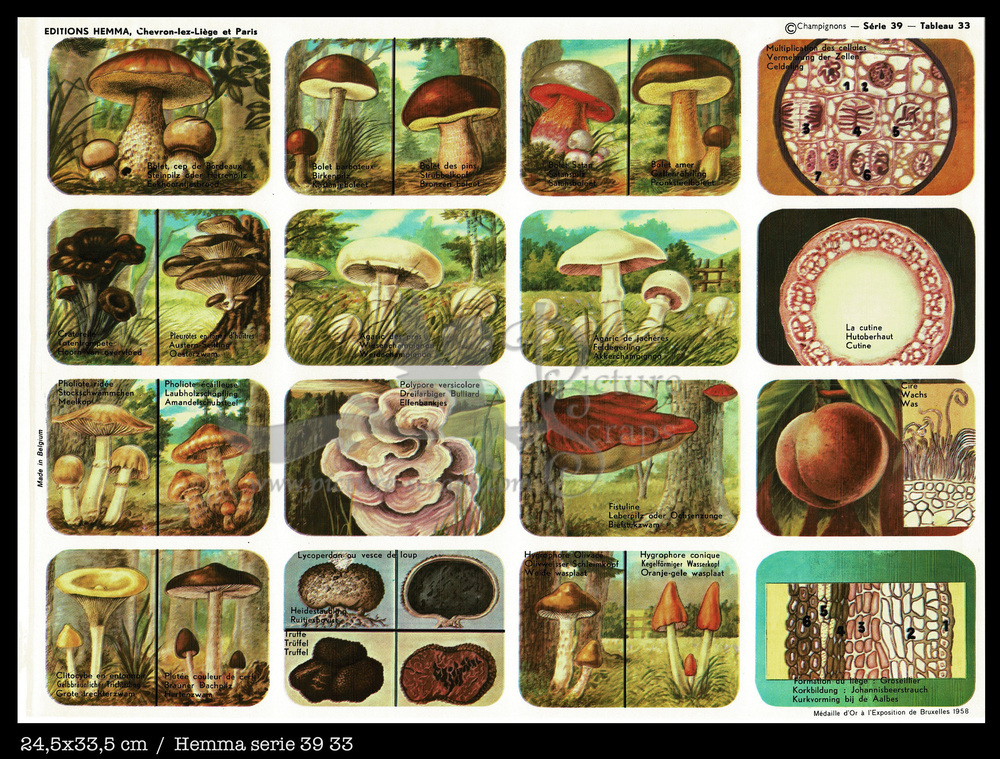 Hemma 33 mushrooms.jpg