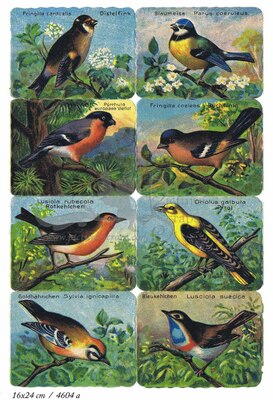Printed in Germany 4606 a birds square educational scraps.jpg