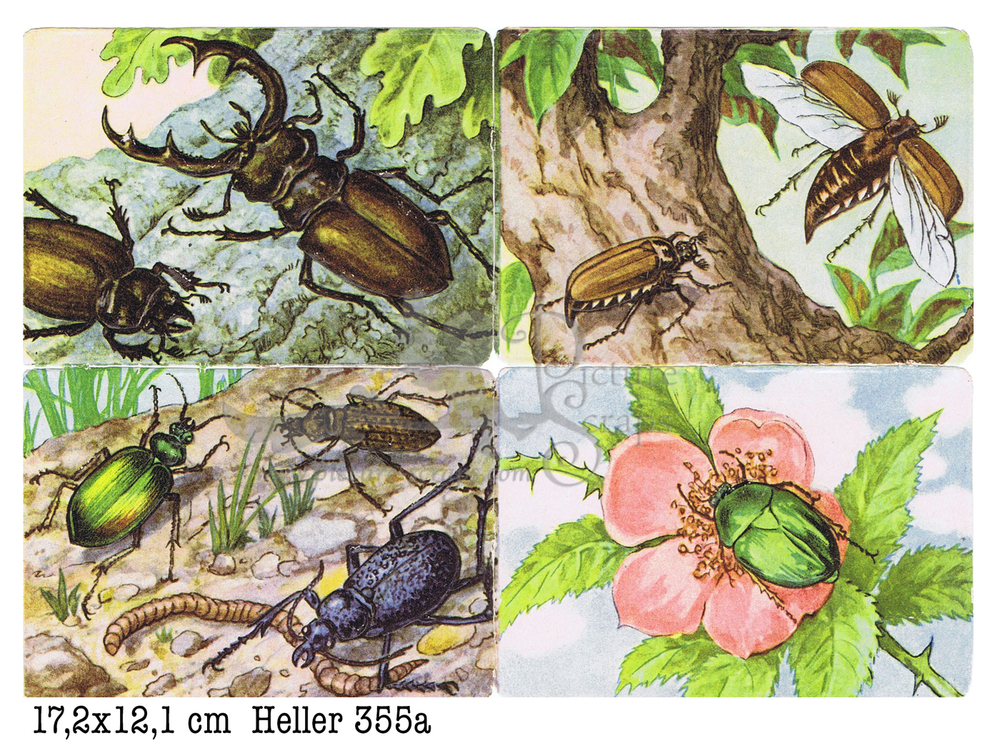Heller 355 a beetles square educational scraps.jpg