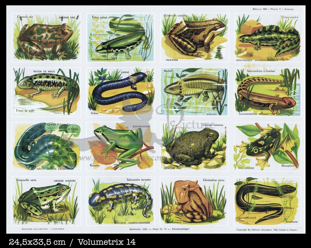 Volumetrix 14 frogs.jpg