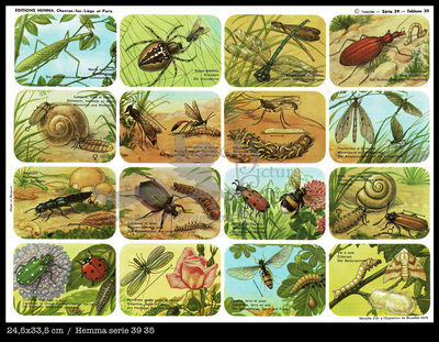 Hemma 35 insects.jpg