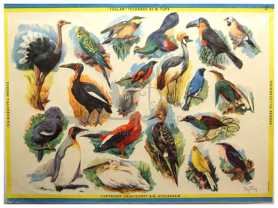 Sagokonst 21 birds drawings of W.Tupy.jpg