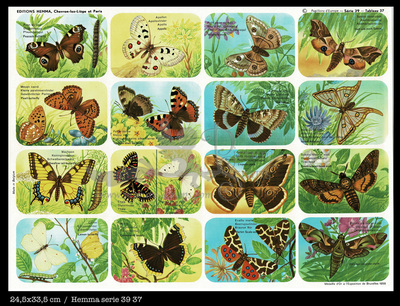Hemma 37 butterflies.jpg
