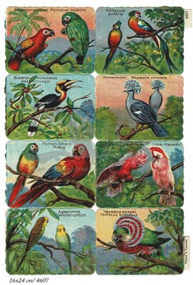 Printed in Germany 4607 b birds square educational scraps.jpg