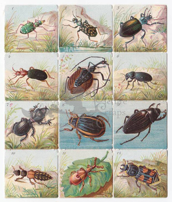 WH 1364 beetles square educational scraps.jpg
