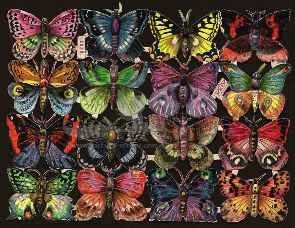 MP 2030 butterflies.jpg