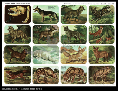 Hemma 55 carnivorous animals.jpg