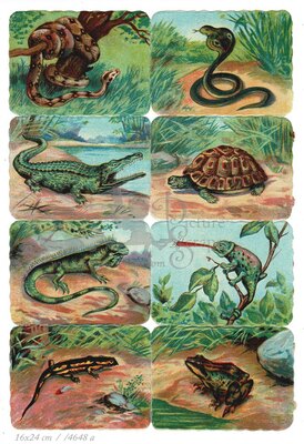 Printed in Germany 4648 reptiles a square educational scraps.jpg