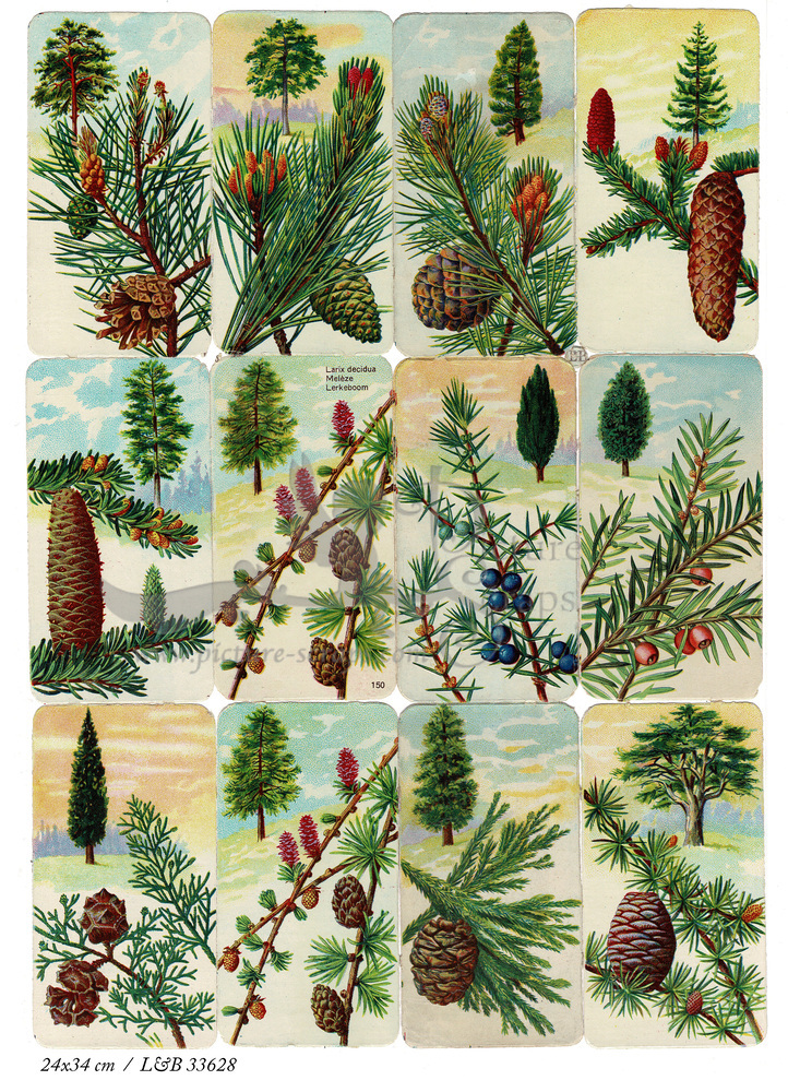 L&B 33628  needle leaves and fruits square educational scraps.jpg