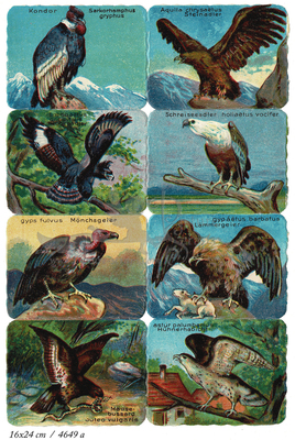 Printed in Germany 4649 a raptors square educational scraps.jpg