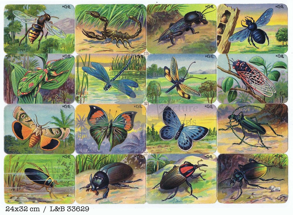 L&B 33629 insects square educational scraps.jpg